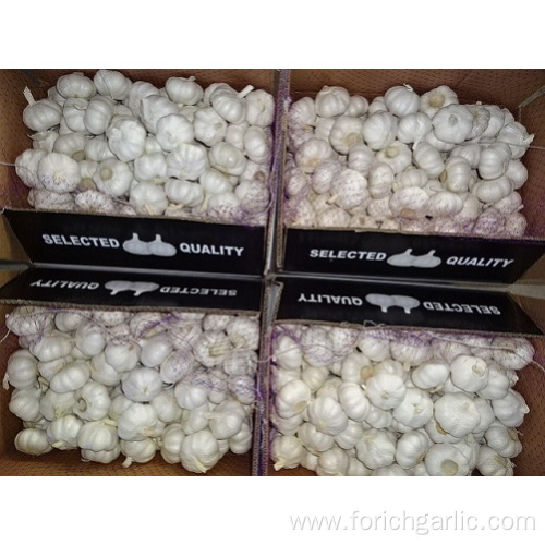 Fresh Pure White Garlic 2019